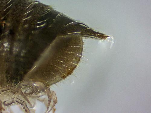 Leptoiulus belgicus
